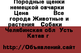 Породные щенки немецкой овчарки › Цена ­ 24 000 - Все города Животные и растения » Собаки   . Челябинская обл.,Усть-Катав г.